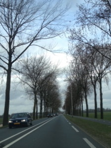 N201 met bomen